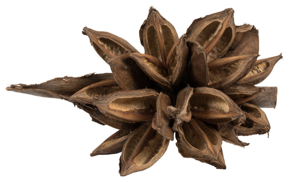 Vickerman H2Sta000 6" Natural Star Pod, 1 Piece, Dried