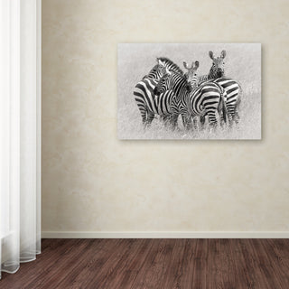 Kirill Trubitsyn 'Zebras' Canvas Art, 32 x 22