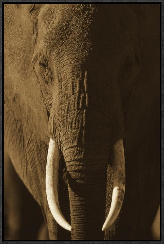 African Elephant Male Portrait With Long Tusks, Kenya, 16"x24"