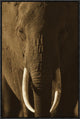 African Elephant Male Portrait With Long Tusks, Kenya, 16"x24"