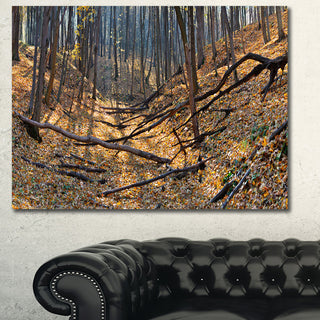 Thick Autumn Forest Panorama, Landscape Canvas Art Print, 40"x30"