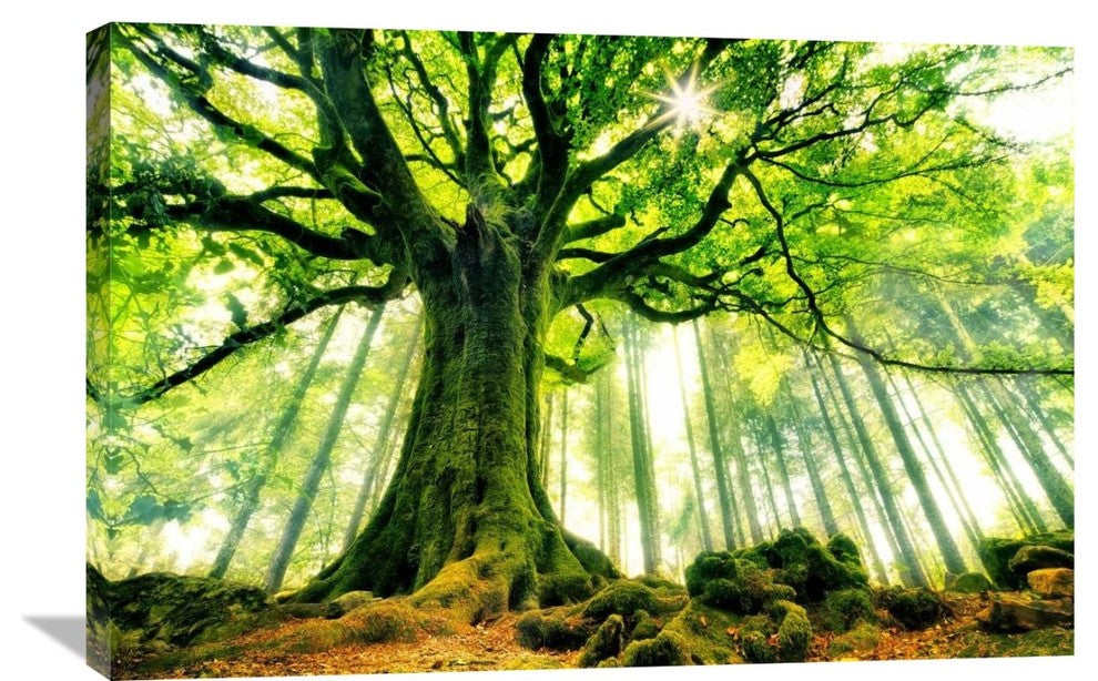 "Ponthus Beech" Stretched Canvas Giclee by Christophe Kiciak, 36x24"