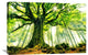 "Ponthus Beech" Stretched Canvas Giclee by Christophe Kiciak, 36x24"