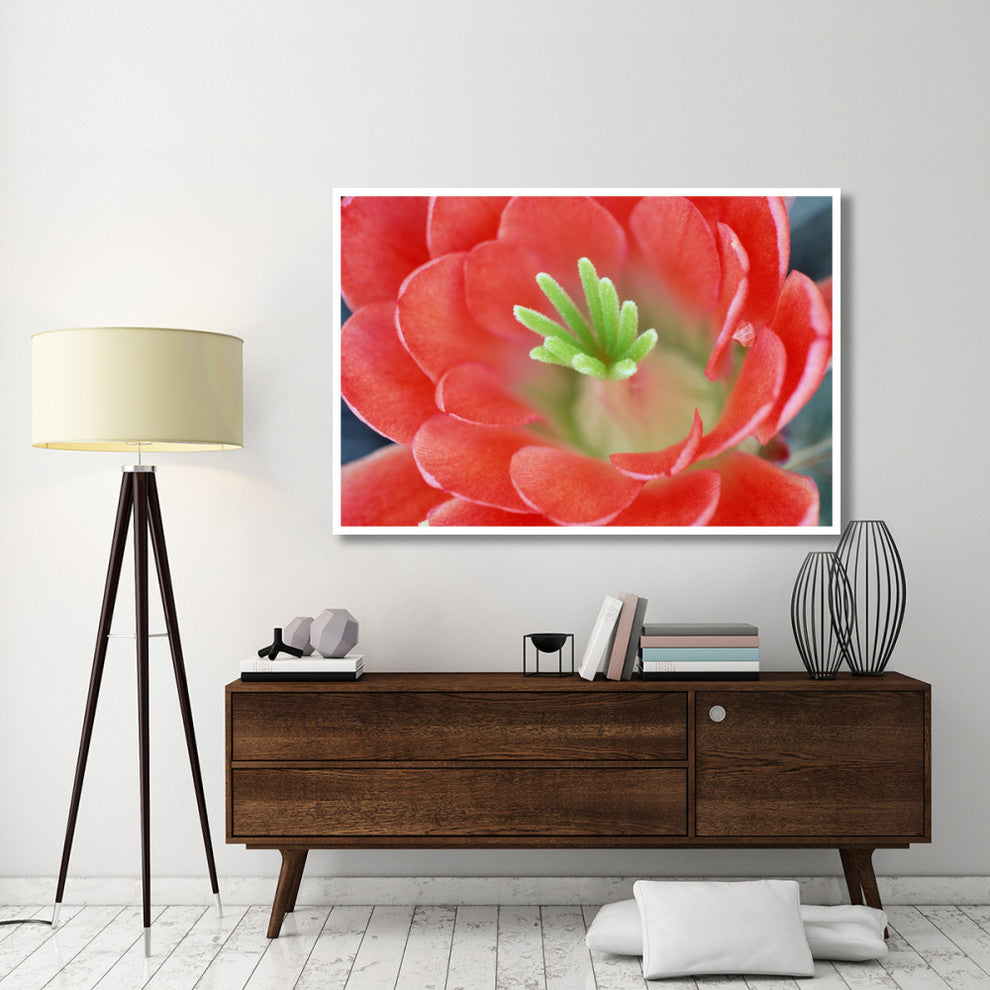 "Claret Cup Cactus flower, Arizona" Print by Tim Fitzharris, 62"x42"