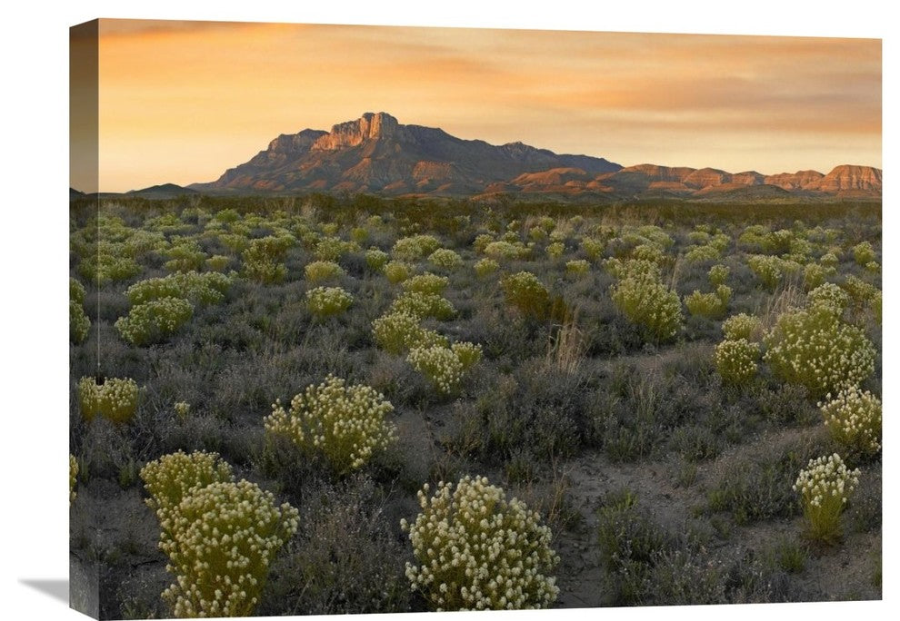 "Meadow Beneath El Capitan, Guadalupe Mountains National Park, Texas" Artwork