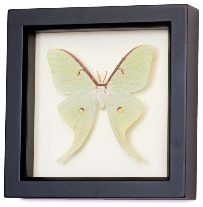 Framed Luna Moth Shadowbox Display