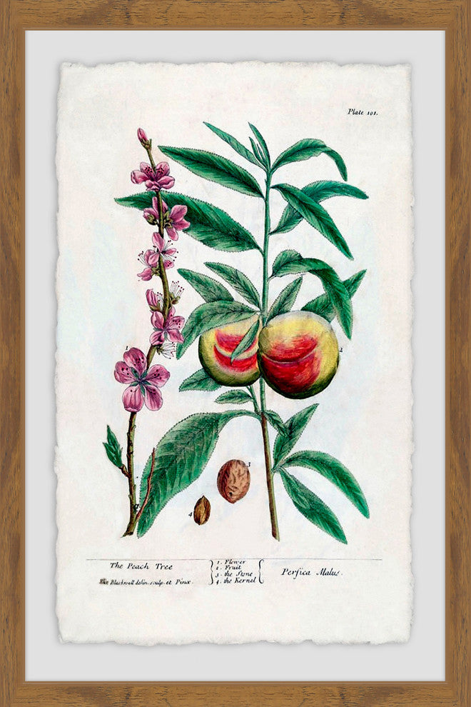"Fruit Persica" Framed Painting Print, 16"x24"
