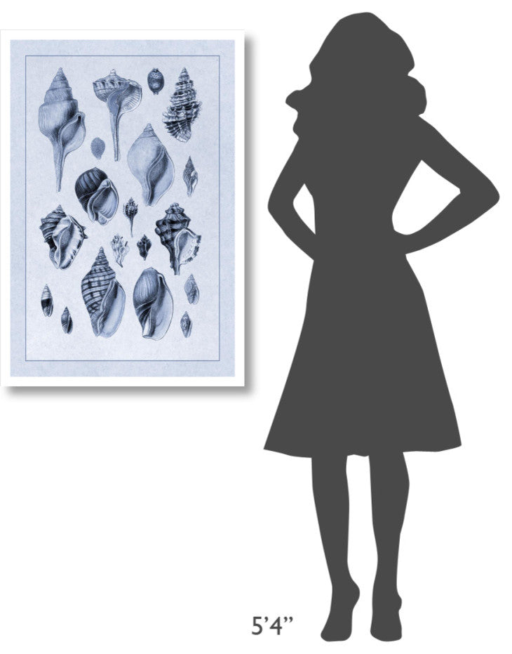 "Shells: Sessile Cirripedes #3 (Blue)" Paper Print by G.B. Sowerby, 26"x38"