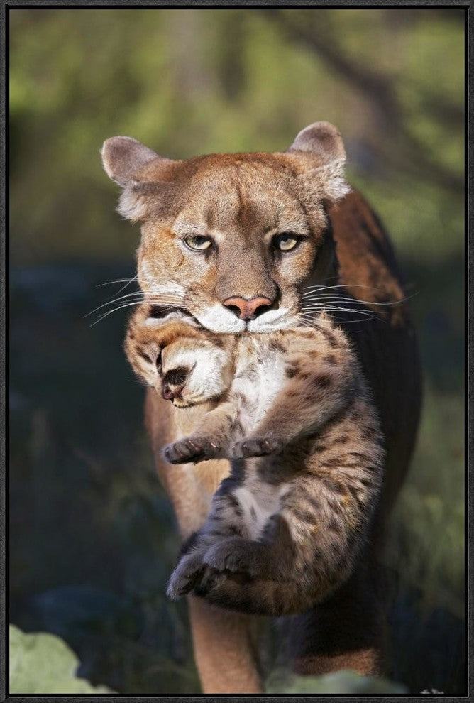 Mountain Lion Mother Carrying Cub In Her Mouth, North America, 20"x30"