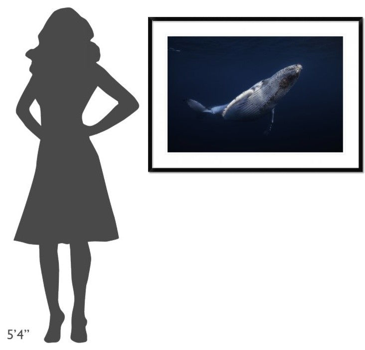 "Humpback Whale" Framed Digital Print by Barathieu Gabriel, 44x32"