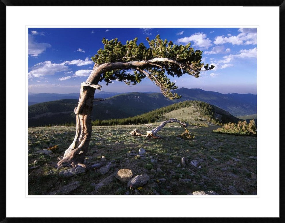 "Bristlecone pine, Mt Evans, Colorado"  by Tim Fitzharris, 40x32"