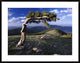 "Bristlecone pine, Mt Evans, Colorado"  by Tim Fitzharris, 40x32"