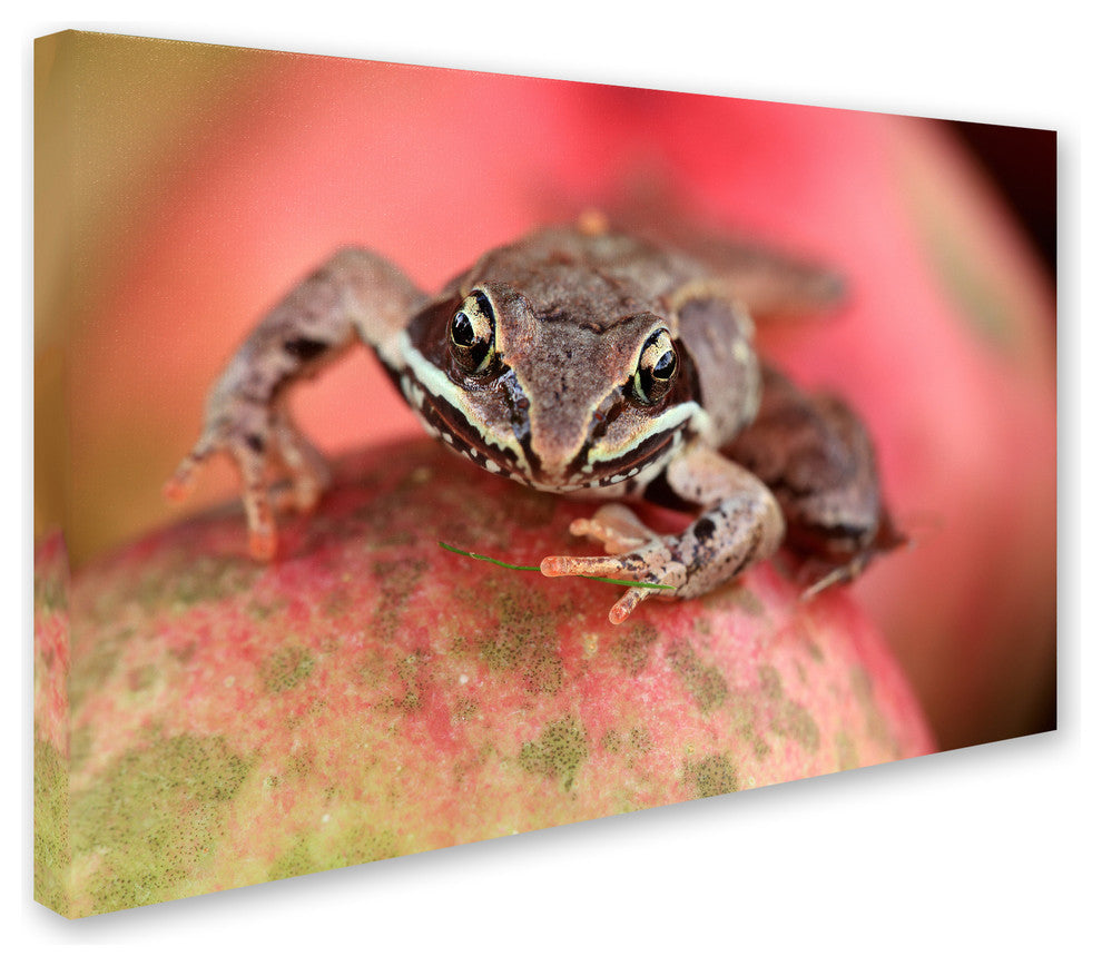 Jason Shaffer ''Wood Frog'' Canvas Art, 47x30