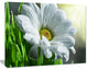 Single Beautiful Daisy Flower, Large Flower Canvas Art Print, 40"x30"