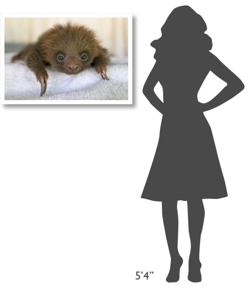 "Hoffmann's 2-toed Sloth baby, Aviarios Sloth Sanctuary" Paper Art, 32"x22"
