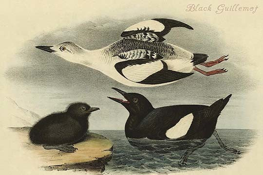 Black Guillemot - Fine Art Giclee Print 24" x 36"
