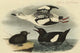 Black Guillemot - Fine Art Giclee Print 24" x 36"