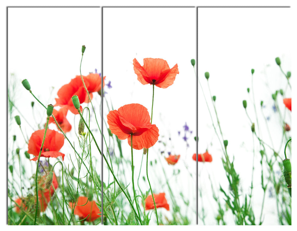 Poppy Flowers on White Background, Floral Triptych Canvas Print, 36x28, 3 Panels