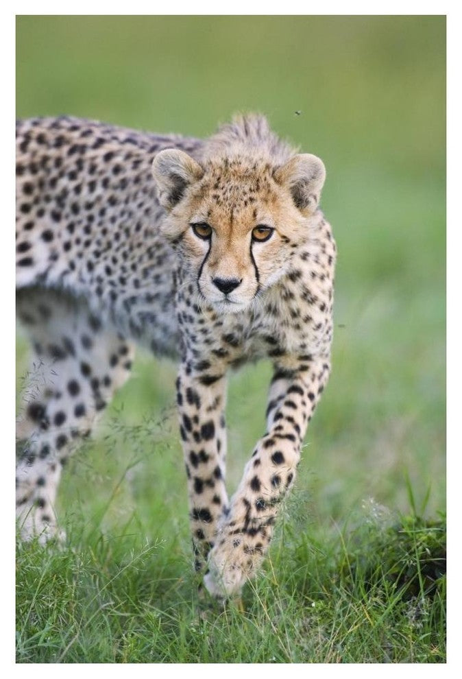 "Cheetah 6 month old cub, Masai Mara National Reserve, Kenya" Paper Art, 34"x50"