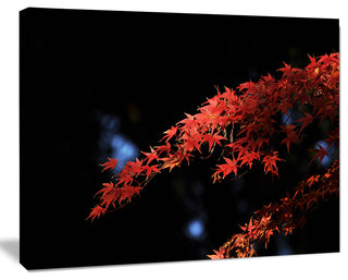 Fall Foliage of Maple Leaves, Abstract Canvas Art Print, 20x12