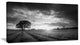 Vibrant Black White Lavender Field, Extra Large Landscape Canvas Art, 32"x16"