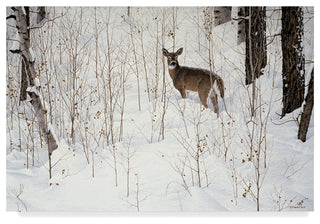 Ron Parker 'Deep Snow Whitetail' Canvas Art, 47"x30"