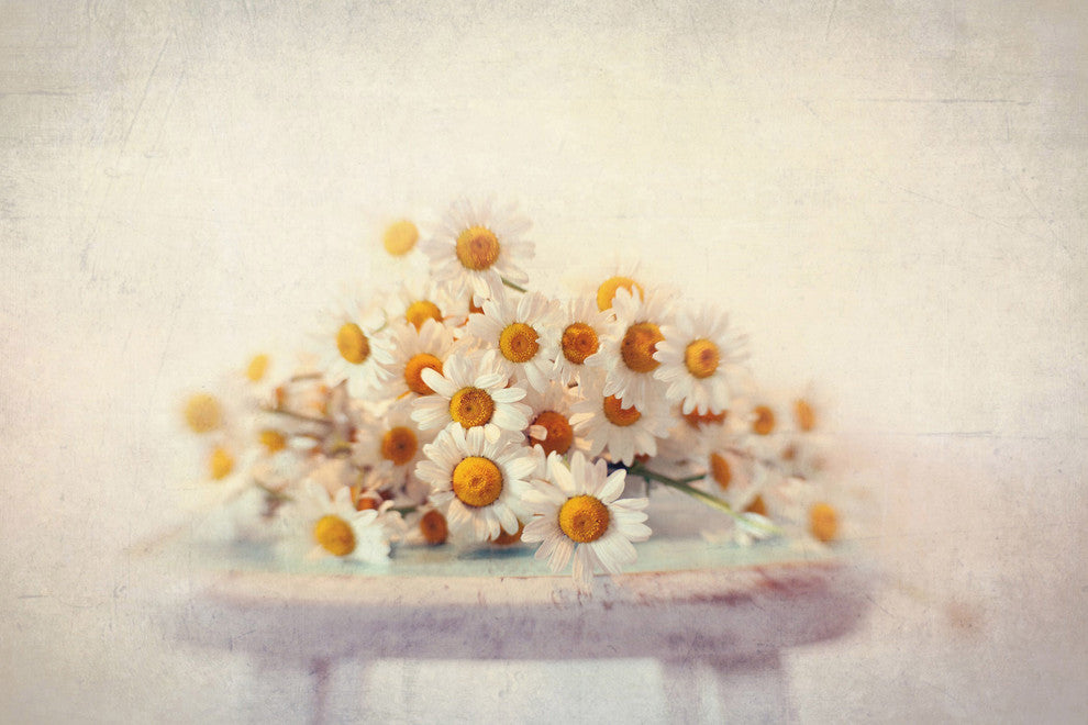 White Daisies Print on Canvas, 114x76 cm