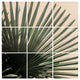 Deny Designs Mareike Boehmer Palm Leaves 13 Wood Wall Mural, 3'x3'