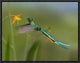 Long-Tailed Sylph Feeding On Flower Nectar, Jurong Bird Park, Singapore, 16"x12"