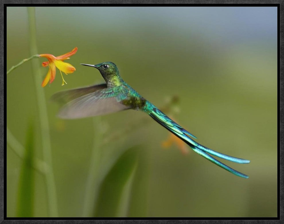 Long-Tailed Sylph Feeding On Flower Nectar, Jurong Bird Park, Singapore, 16"x12"
