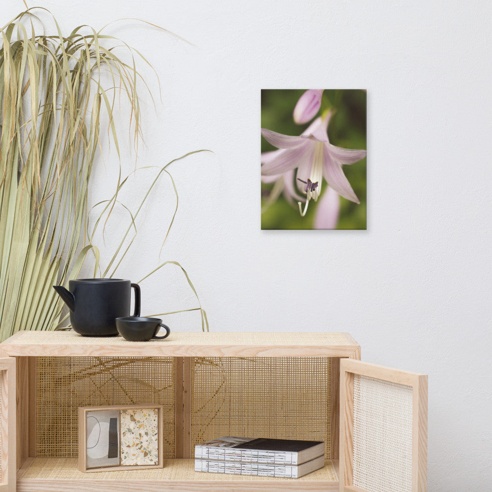 Softened Hosta Bloom Floral Nature Photo Canvas Wall Art Print, 12" X 16"