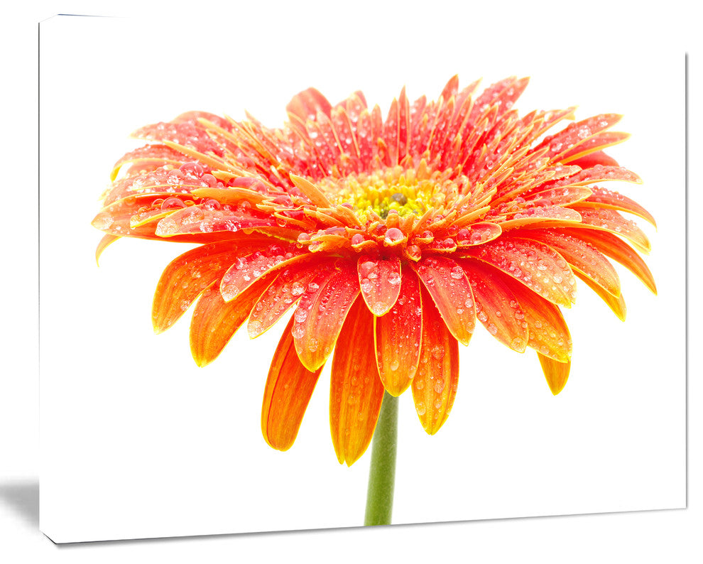 Large Orange Gerbera on White, Floral Canvas Art Print, 20"x12"