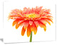 Large Orange Gerbera on White, Floral Canvas Art Print, 20"x12"
