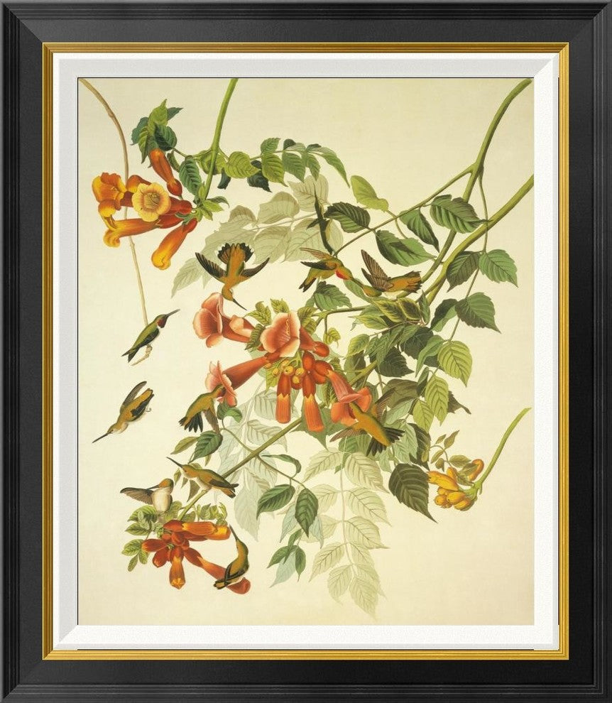 "Ruby-Throated Hummingbird" Framed Canvas Giclee by John James Audubon, 25x28"