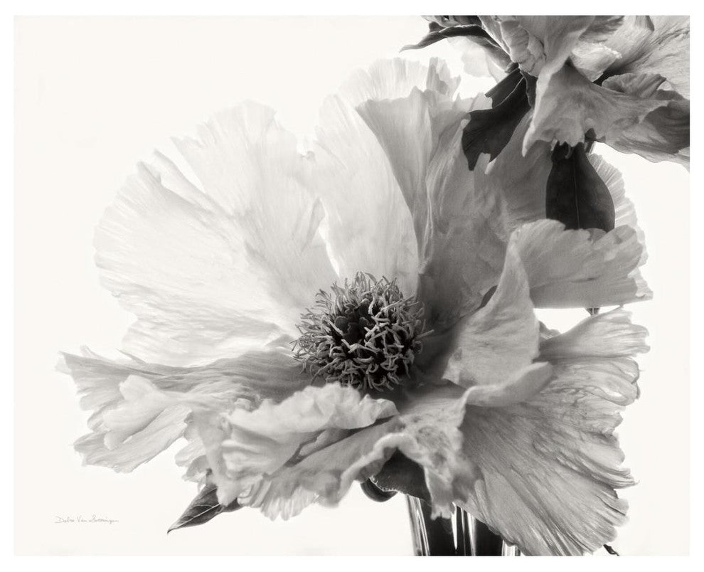 "Translucent Peony V - BW" Digital Paper Print by Debra Van Swearingen, 26"x22"
