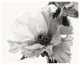 "Translucent Peony V - BW" Digital Paper Print by Debra Van Swearingen, 26"x22"