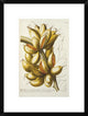 "Musae" Framed Digital Print by Georg Dionysius Ehret, 18"x24"