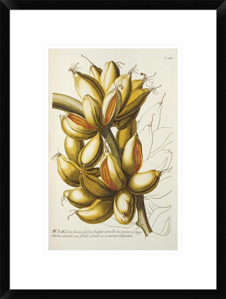 "Musae" Framed Digital Print by Georg Dionysius Ehret, 18"x24"
