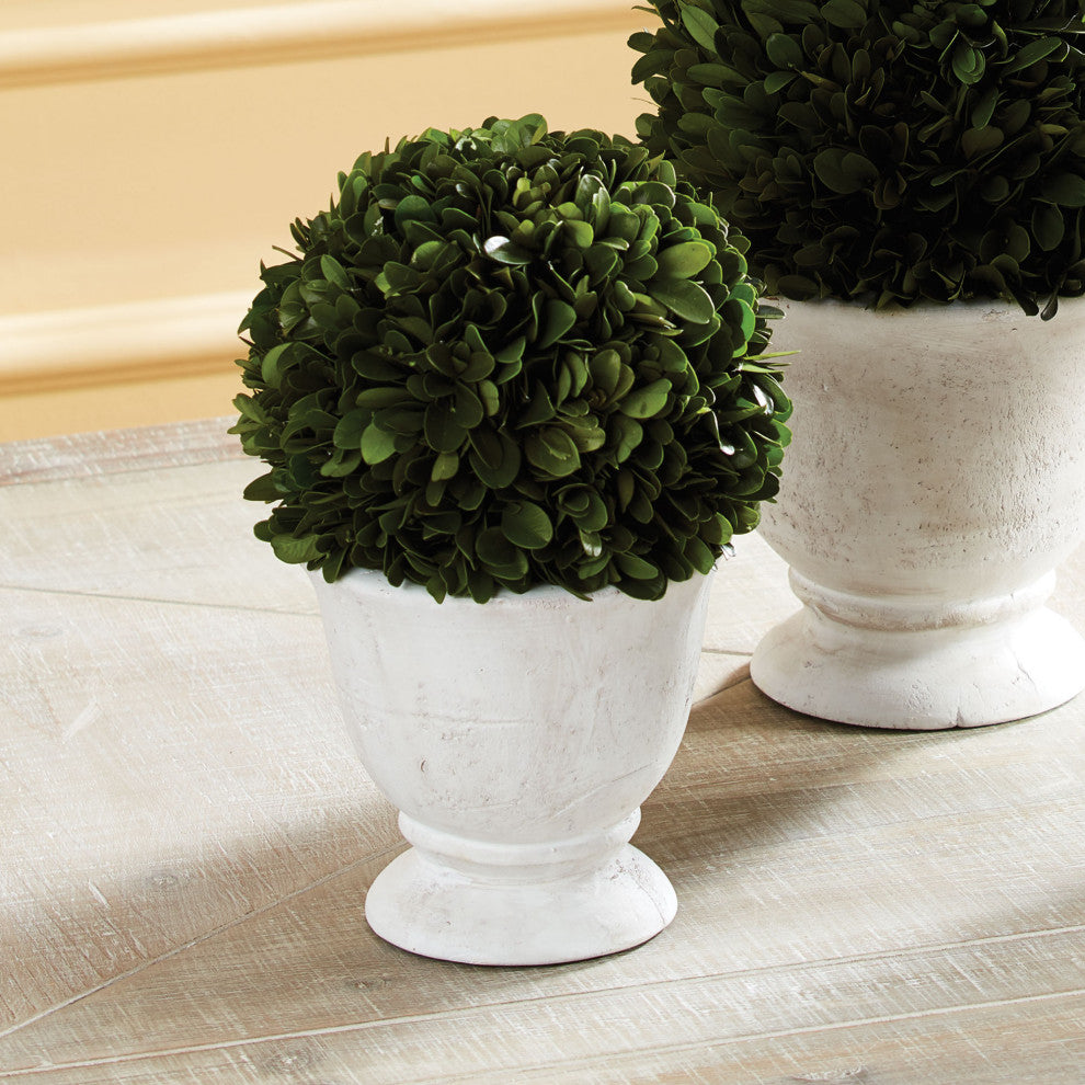 Boxwood Ball Topiary, Pot Small