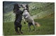 "Black And White" Stretched Canvas Giclee by Vedran Vidak, 18x12"