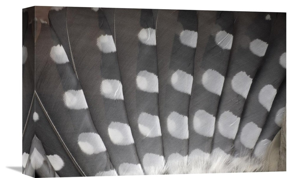 "Great Spotted Woodpecker Wing Feather Detail, Germany" Artwork, 18" x 12"