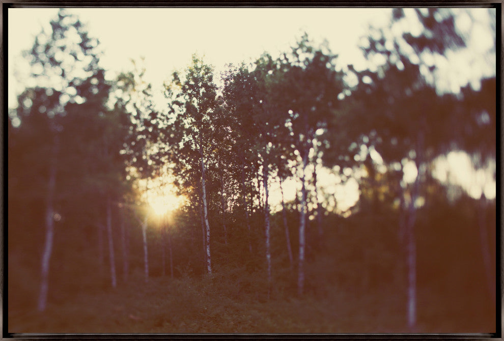 36x24 Birch Forest III, Framed Artwork, Espresso