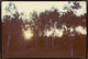 36x24 Birch Forest III, Framed Artwork, Espresso