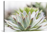 "Succulent Study I" Wrapped Canvas Art Print, 30"x20"x1.5"