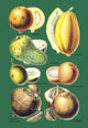 Fruits and Nuts #2- Gallery Wrapped Canvas Art 28" x 42"