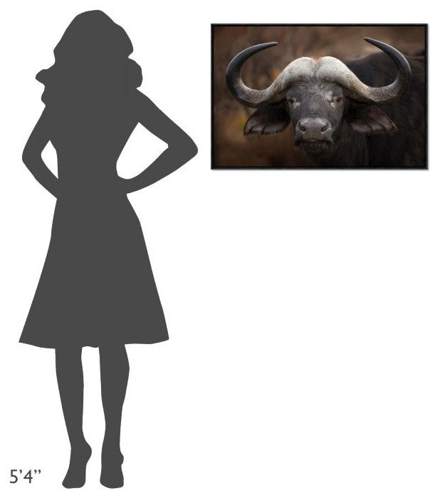 A Buffalo Portrait, 30"x20"