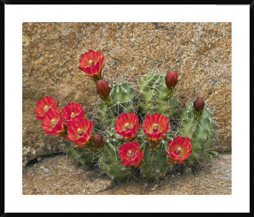 "Claret Cup Cactus flowering, Utah"  by Tim Fitzharris, 44x37"