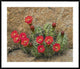 "Claret Cup Cactus flowering, Utah"  by Tim Fitzharris, 44x37"