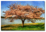 'Cherry Tree' Canvas Art by Lois Bryan