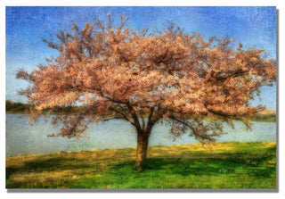 'Cherry Tree' Canvas Art by Lois Bryan
